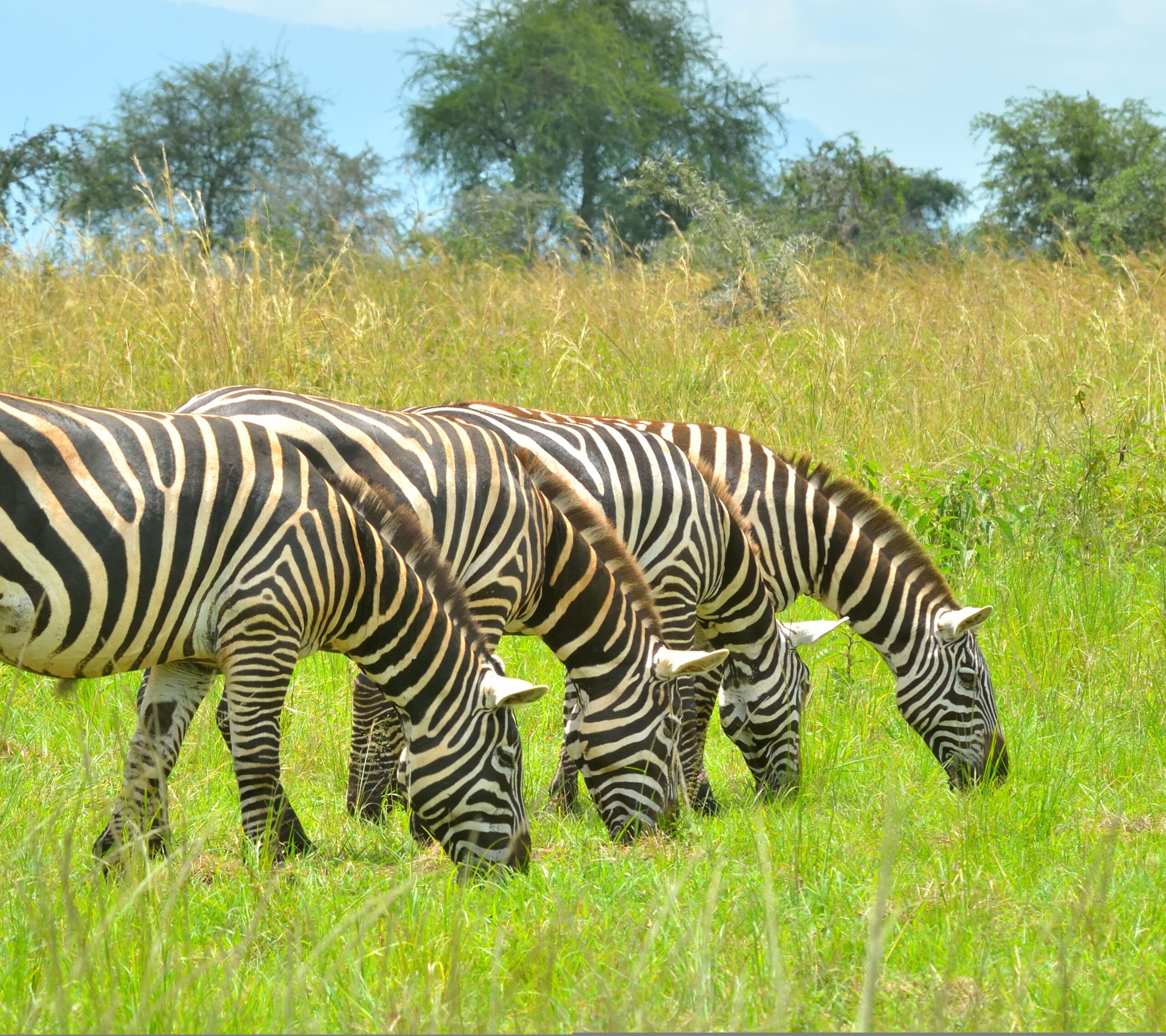 Kidepo Valley National Park Zebras_copyright Musiime P Muramura