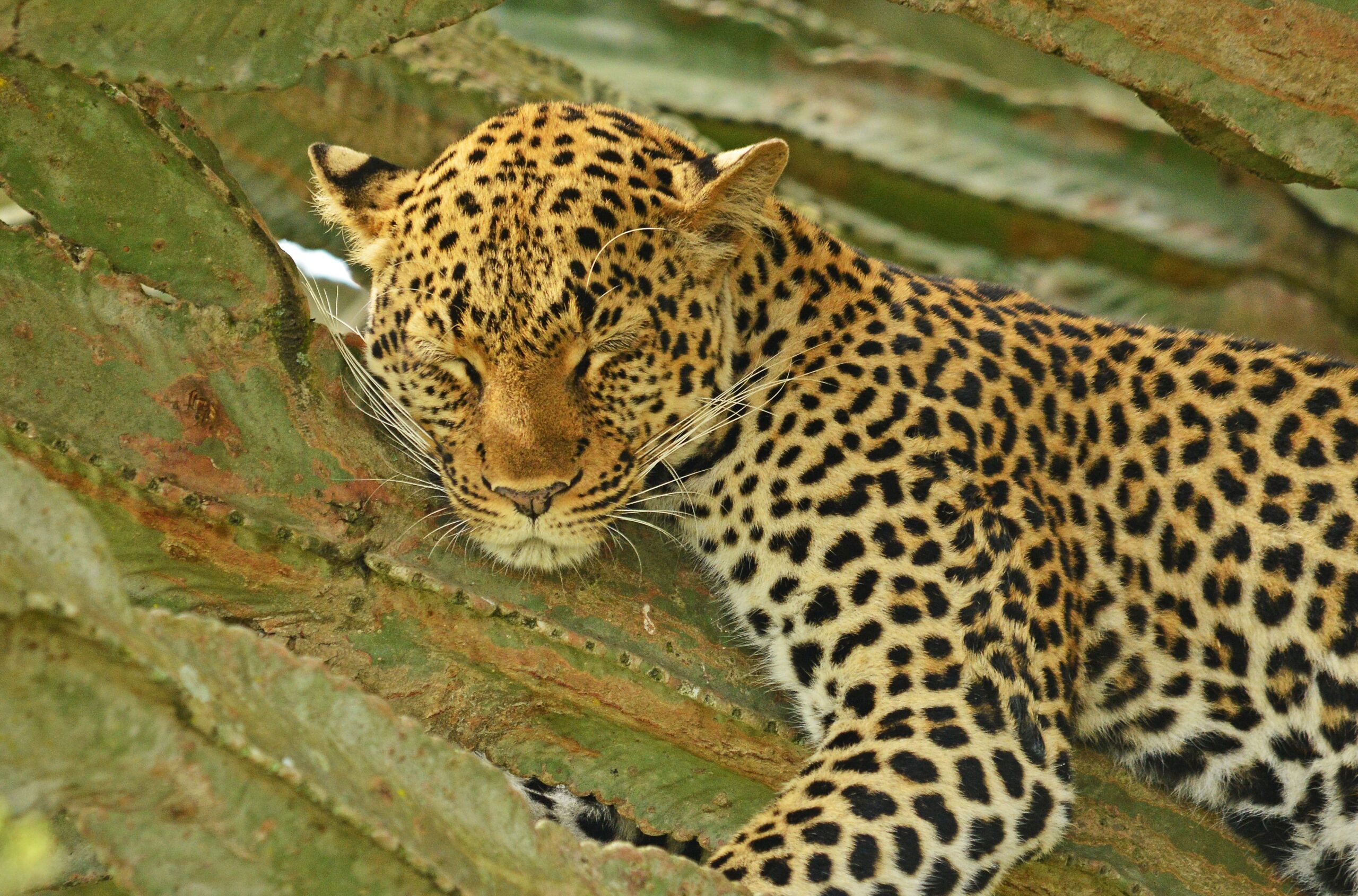 Leopard