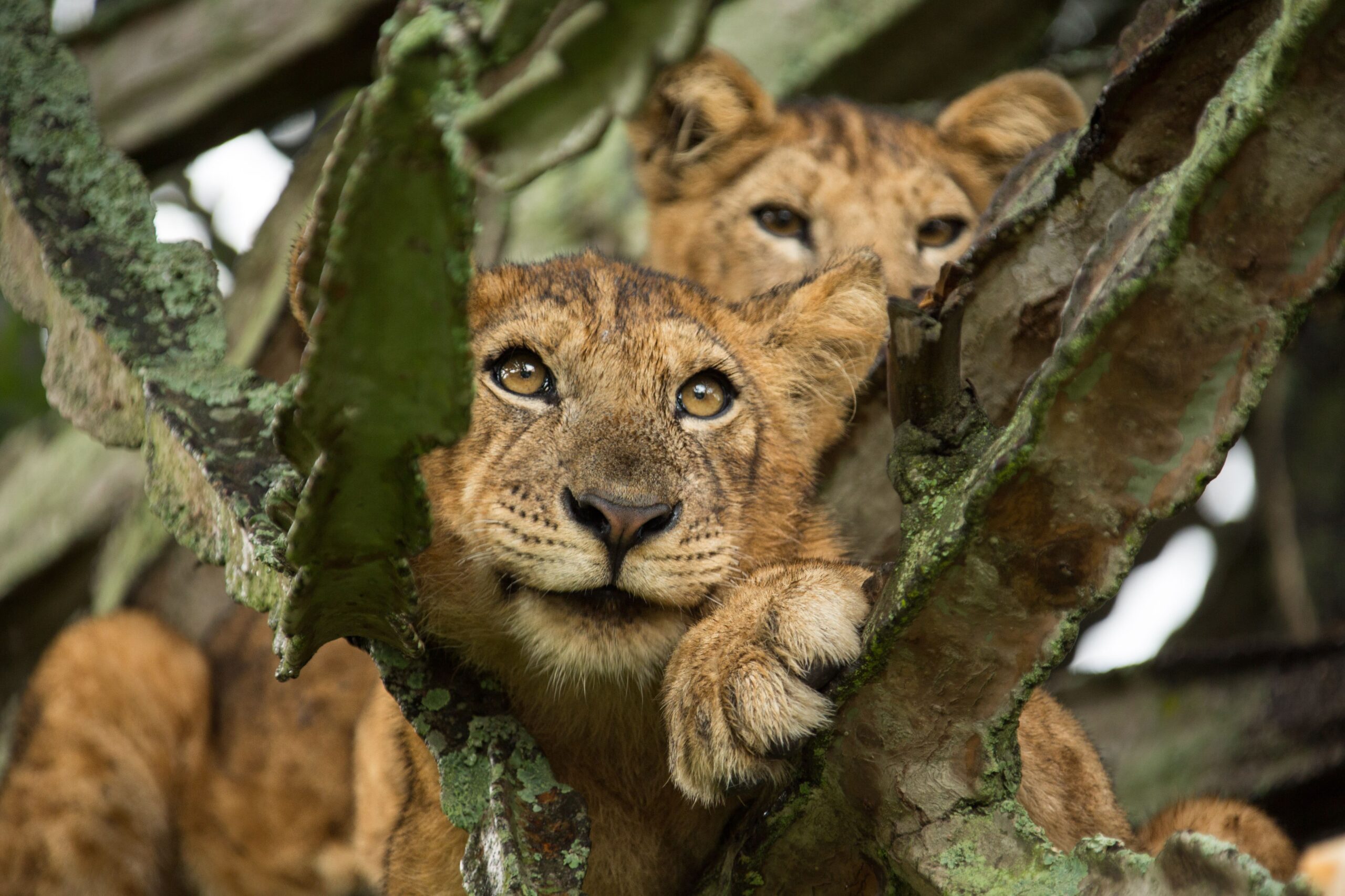 Lion Brothers in the canopy