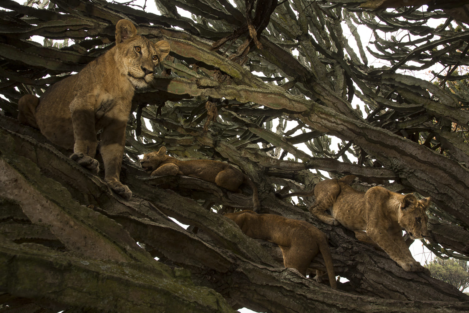 Lion tree house