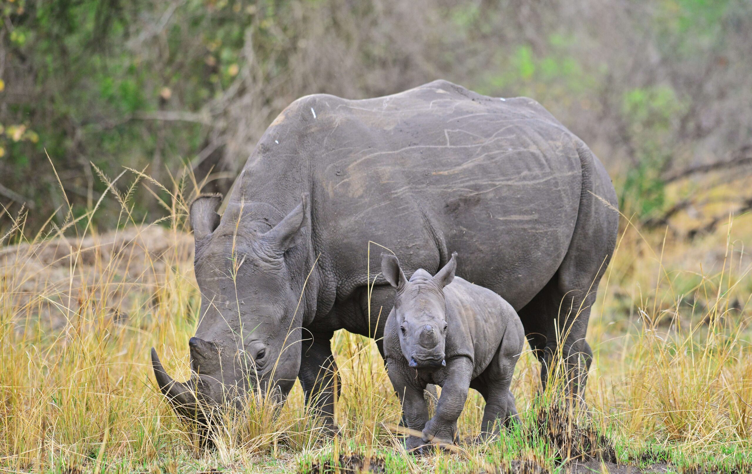 Nashorn 9 (1)