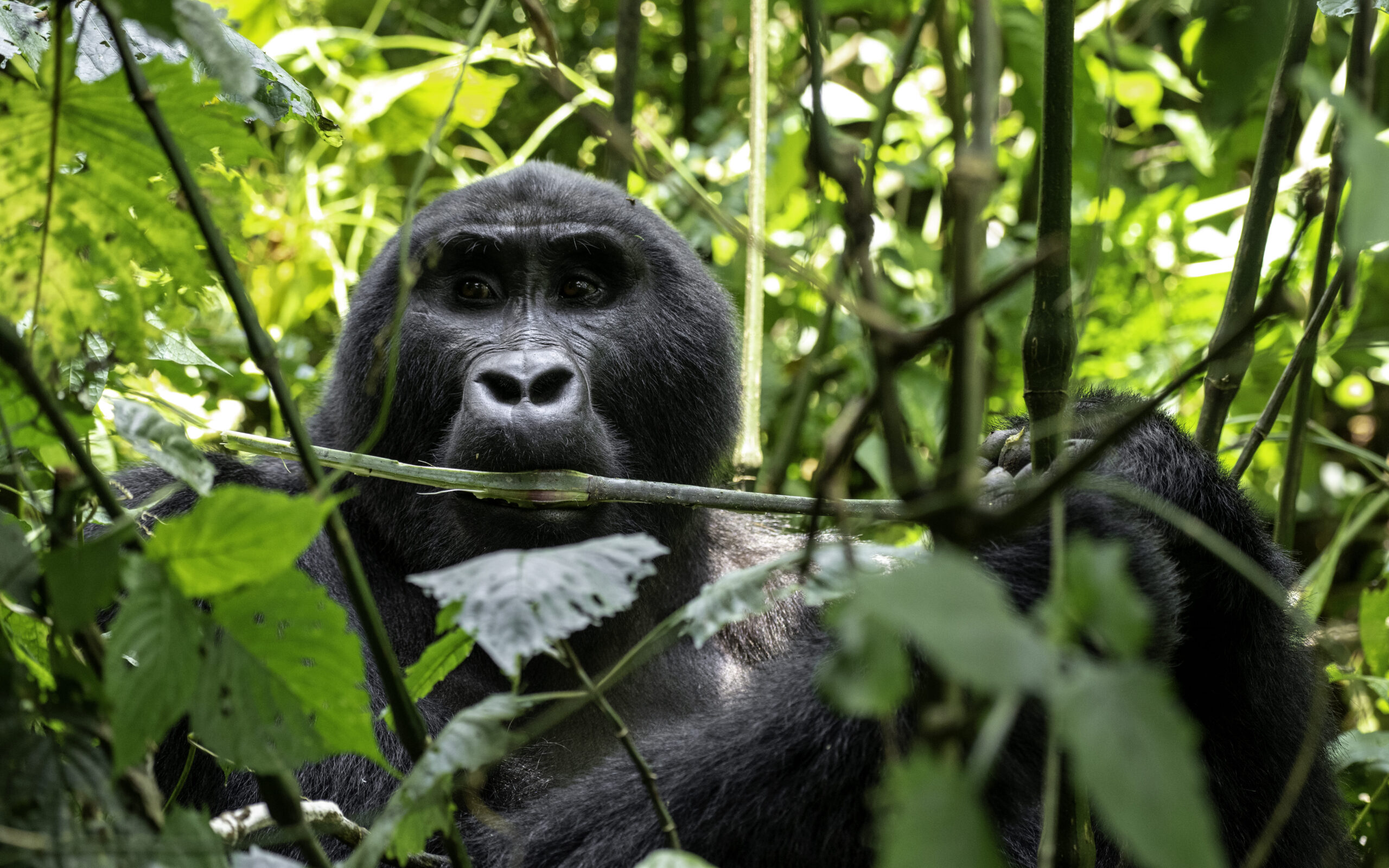 TTP24Gorillas-3