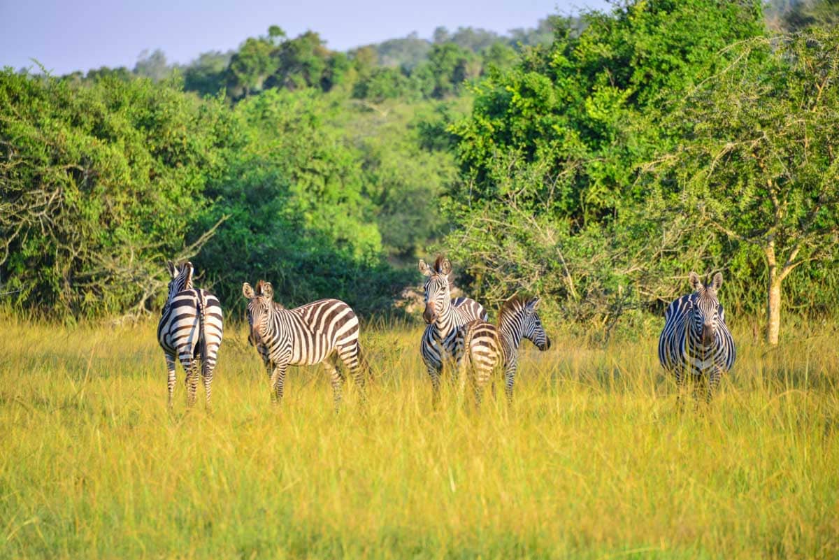 Zebra 6