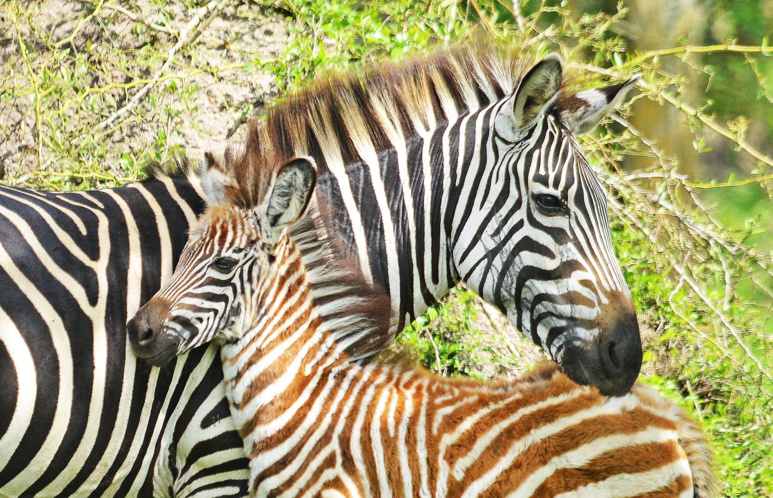 Zebra