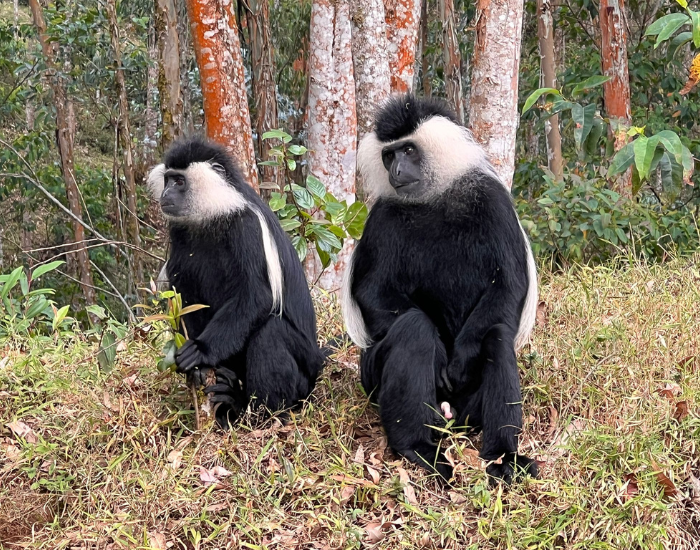 two-Black-and-white-colobus-in-jungle